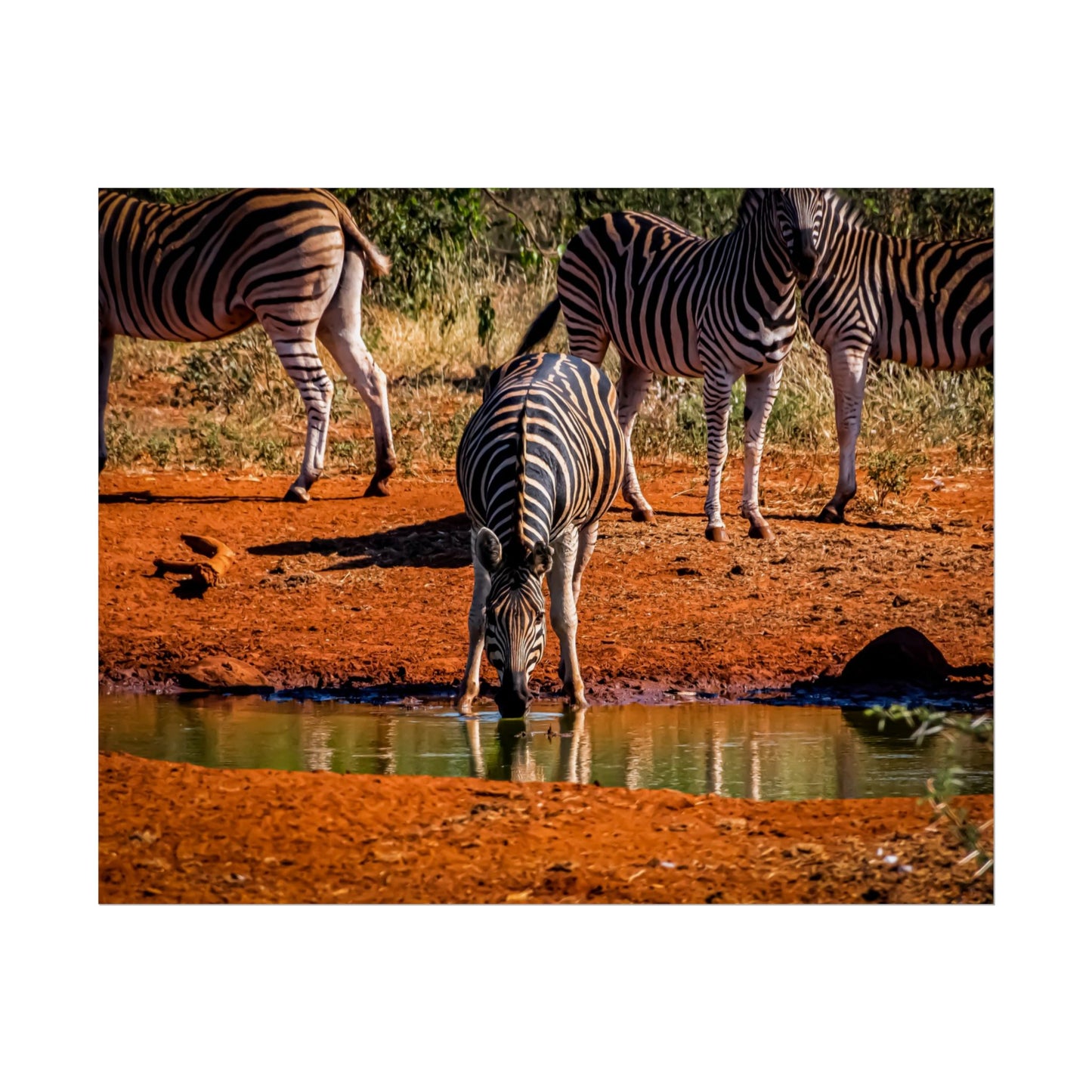 Rolled Posters - Zebra at Waterhole