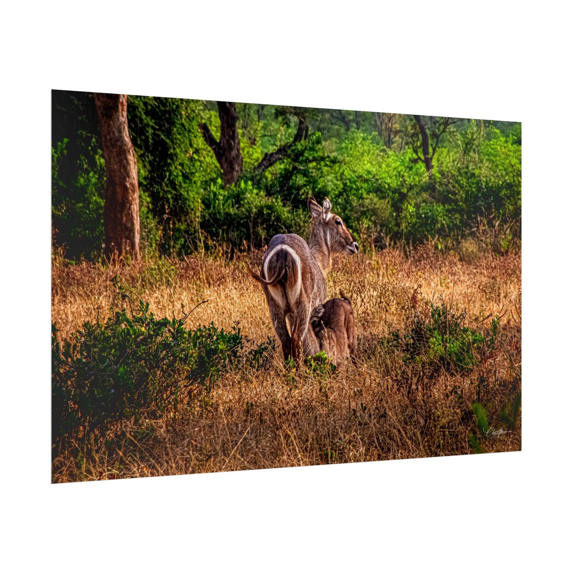 Rolled Posters - Waterbuck and Baby