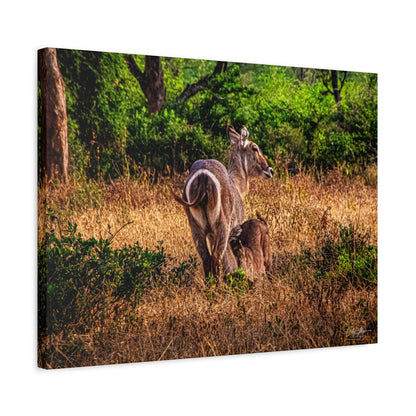 Waterbuck Nature Prints Matte Canvas