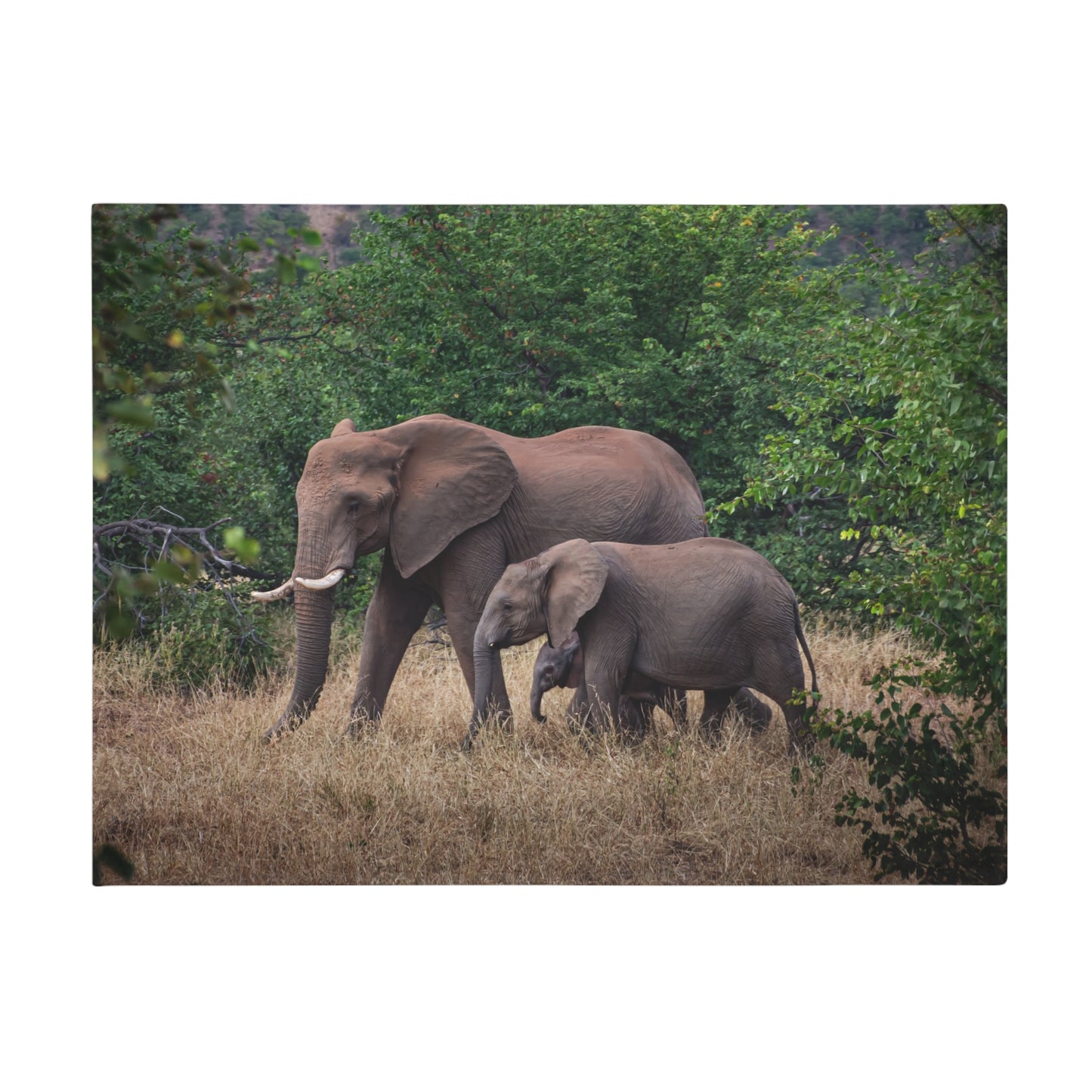 Family of Elephants Fleece Blanket 60" × 80"