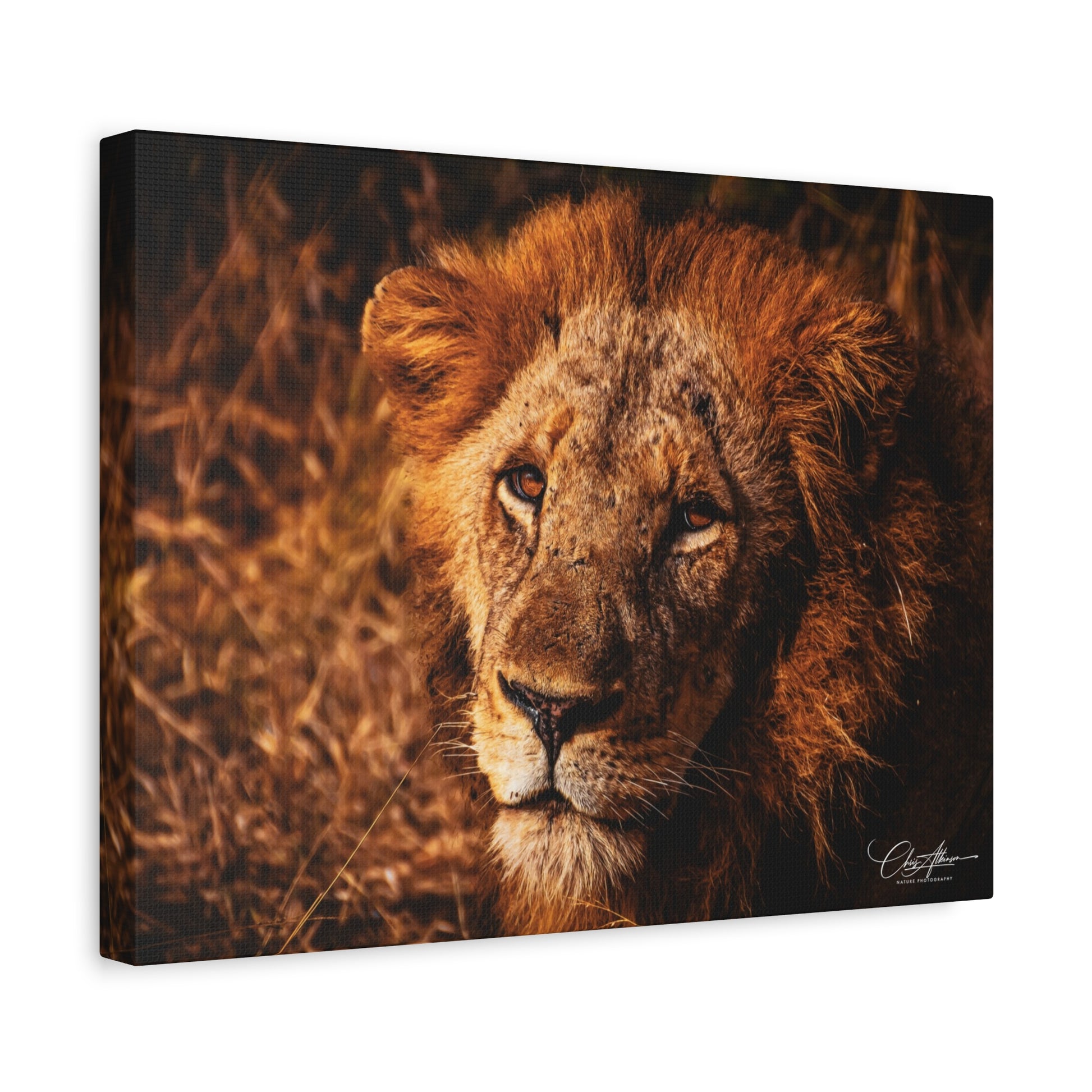 Old Lion Canvas Print