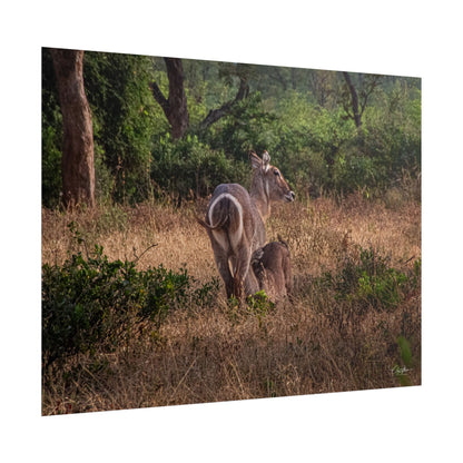 Rolled Posters - Waterbuck and Baby