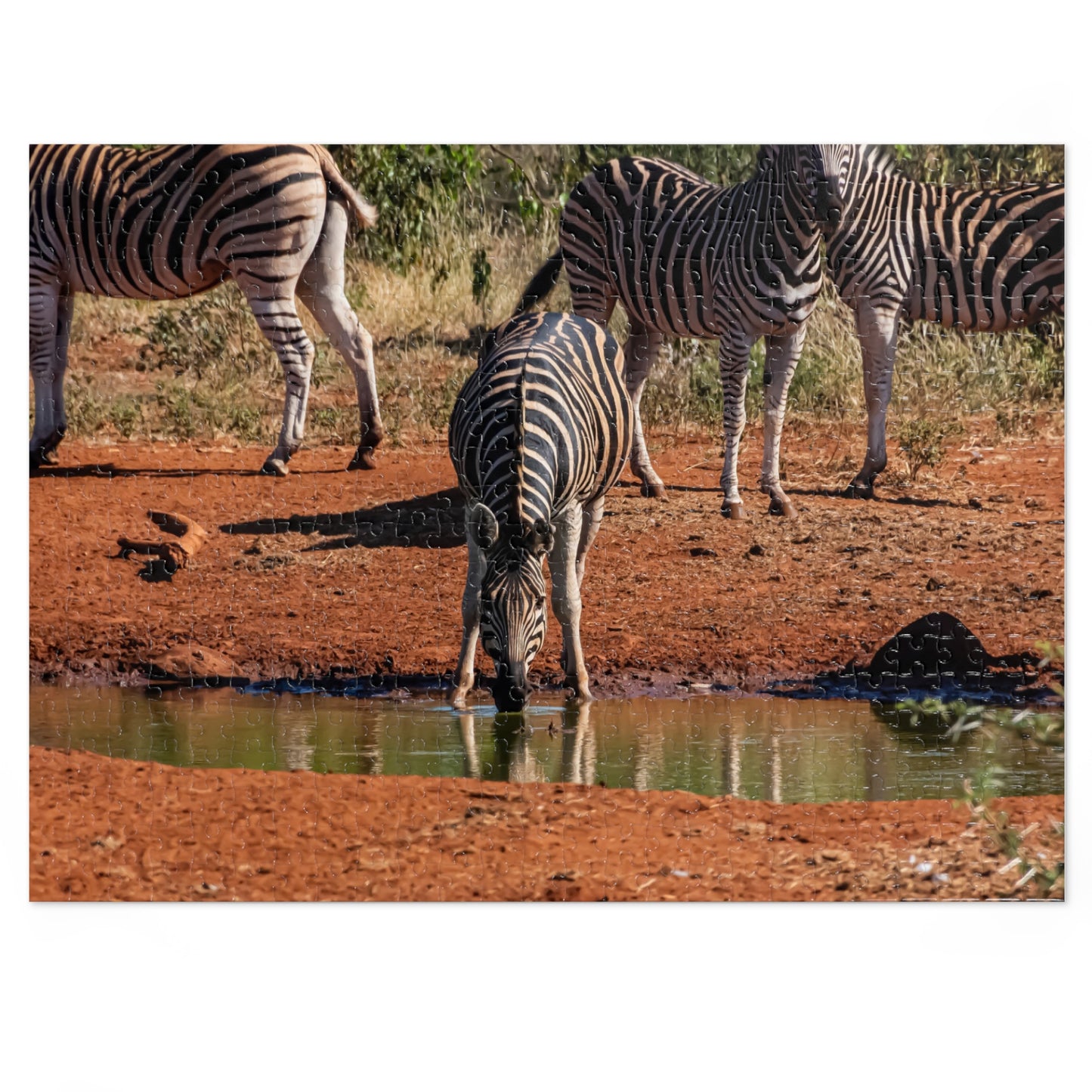 Jigsaw Puzzle (30, 110, 252, 500, 1000 Piece) - Zebra at Waterhole