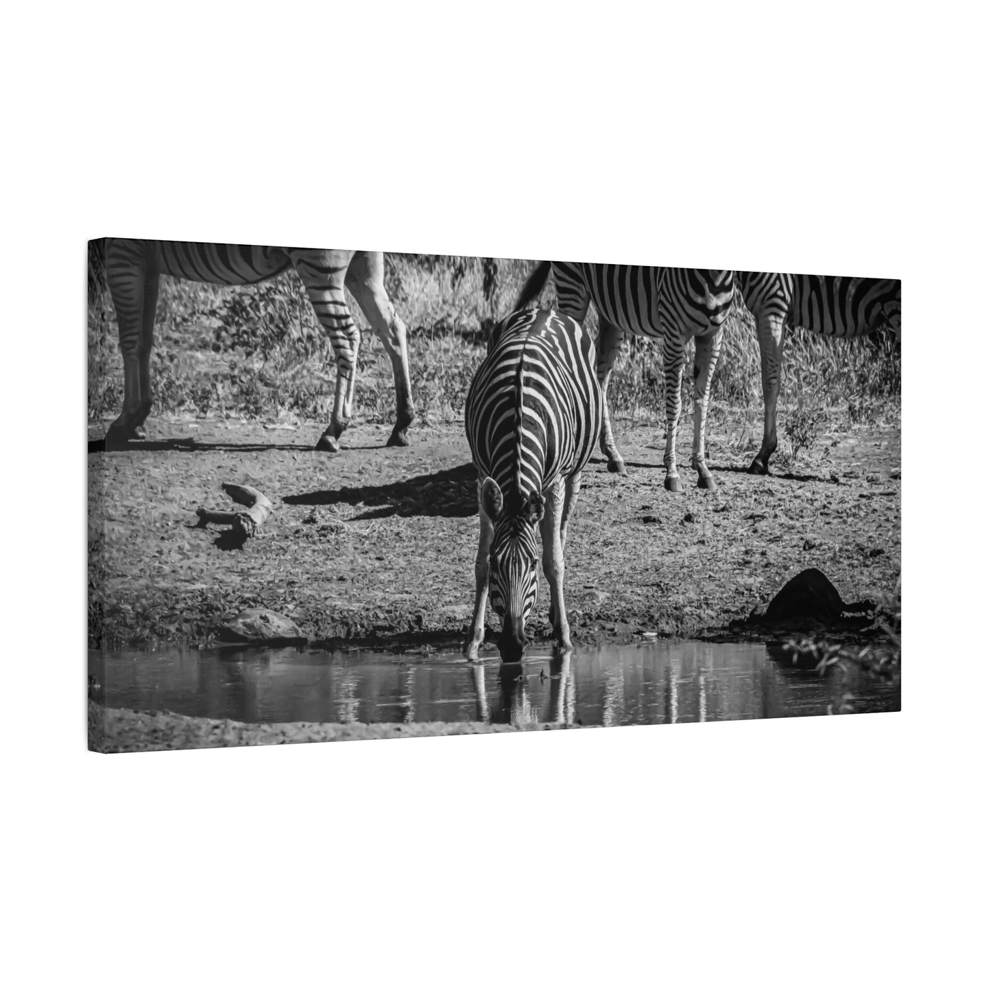 Zebra Nature Print Canvas Print B&W 30" x 15" (Horizontal) 1.25"