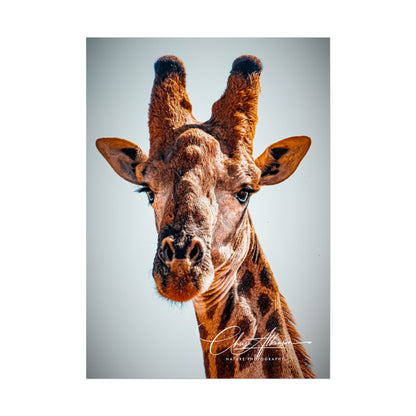 Portrait of Giraffe Poster 5" x 7" (Vertical) Semi Glossy