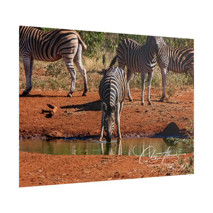 Rolled Posters - Zebra at Waterhole