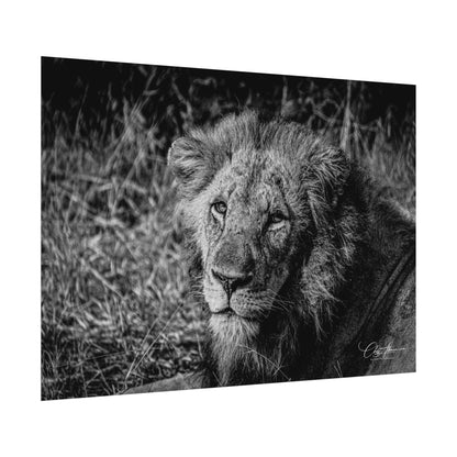 Rolled Posters - Old Lion B&W