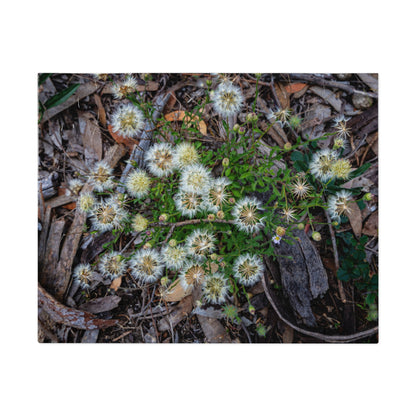 Jigsaw Puzzle (30, 110, 252, 500, 1000 Piece) - Australian Wildflower Collection