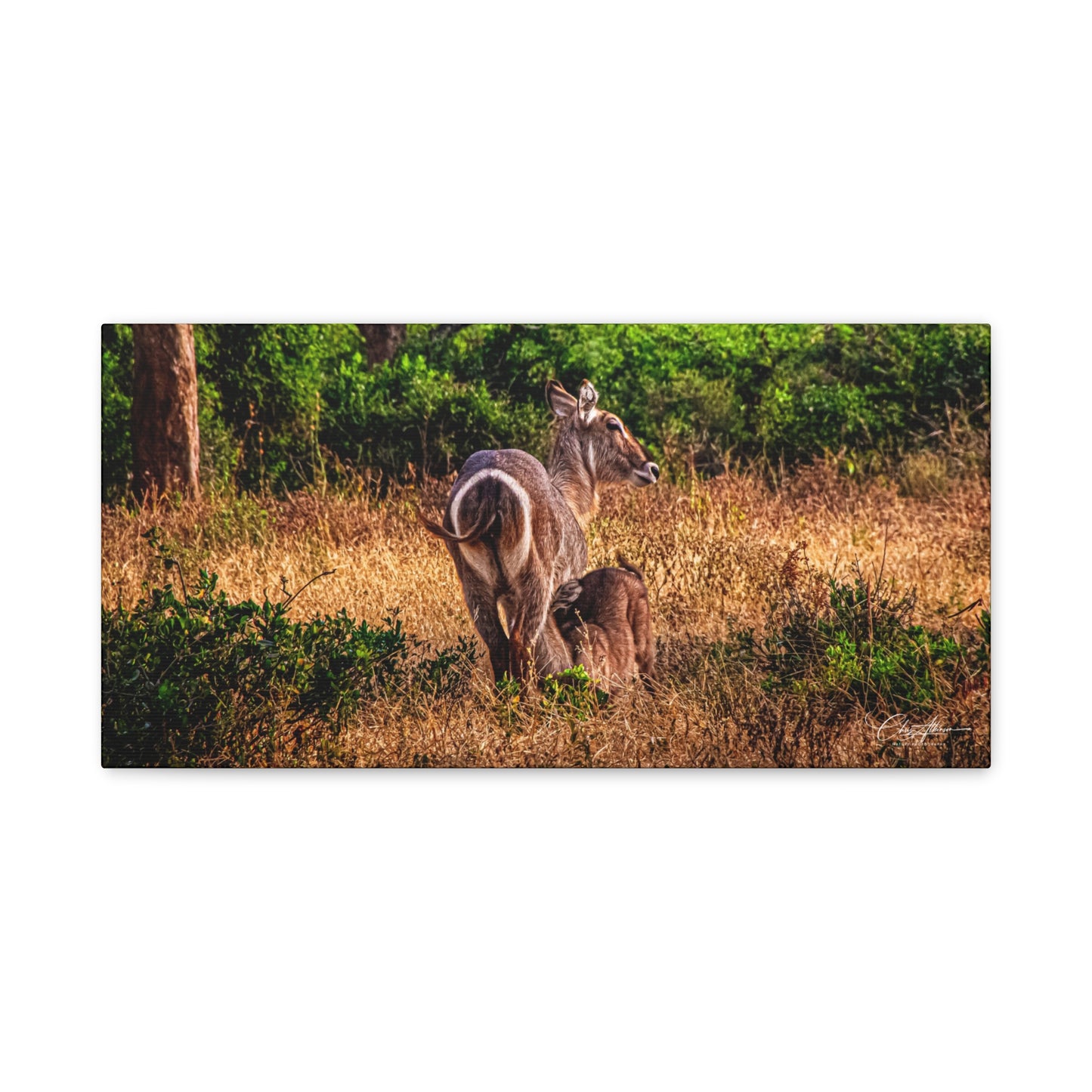 Waterbuck Nature Prints Matte Canvas 20" x 10" (Horizontal) 1.25"