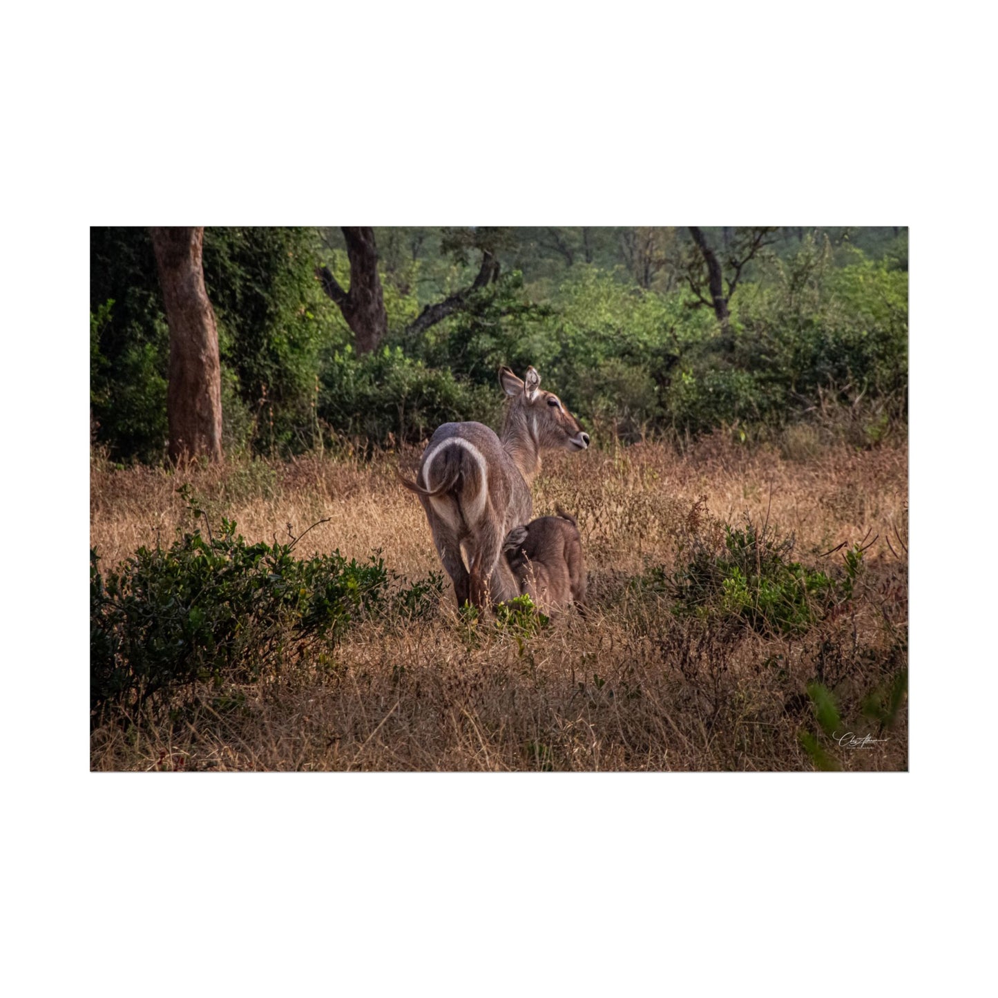 Rolled Posters - Waterbuck and Baby