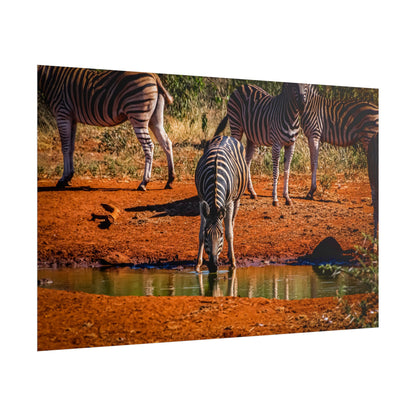 Rolled Posters - Zebra at Waterhole