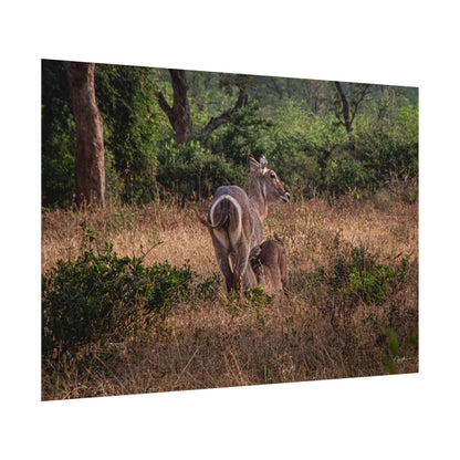 Rolled Posters - Waterbuck and Baby