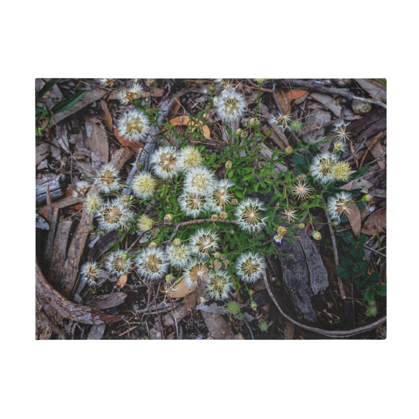 Australian Wildflower Blanket 60" × 80"