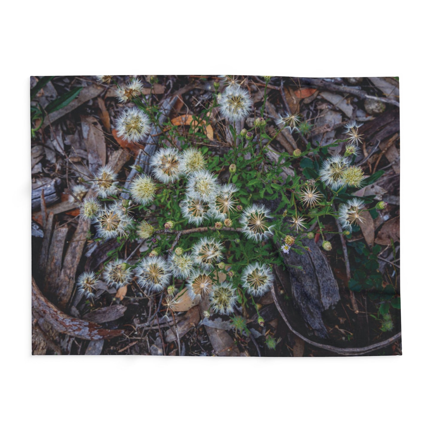 Arctic Fleece Blanket - Australian Wildflower Collection