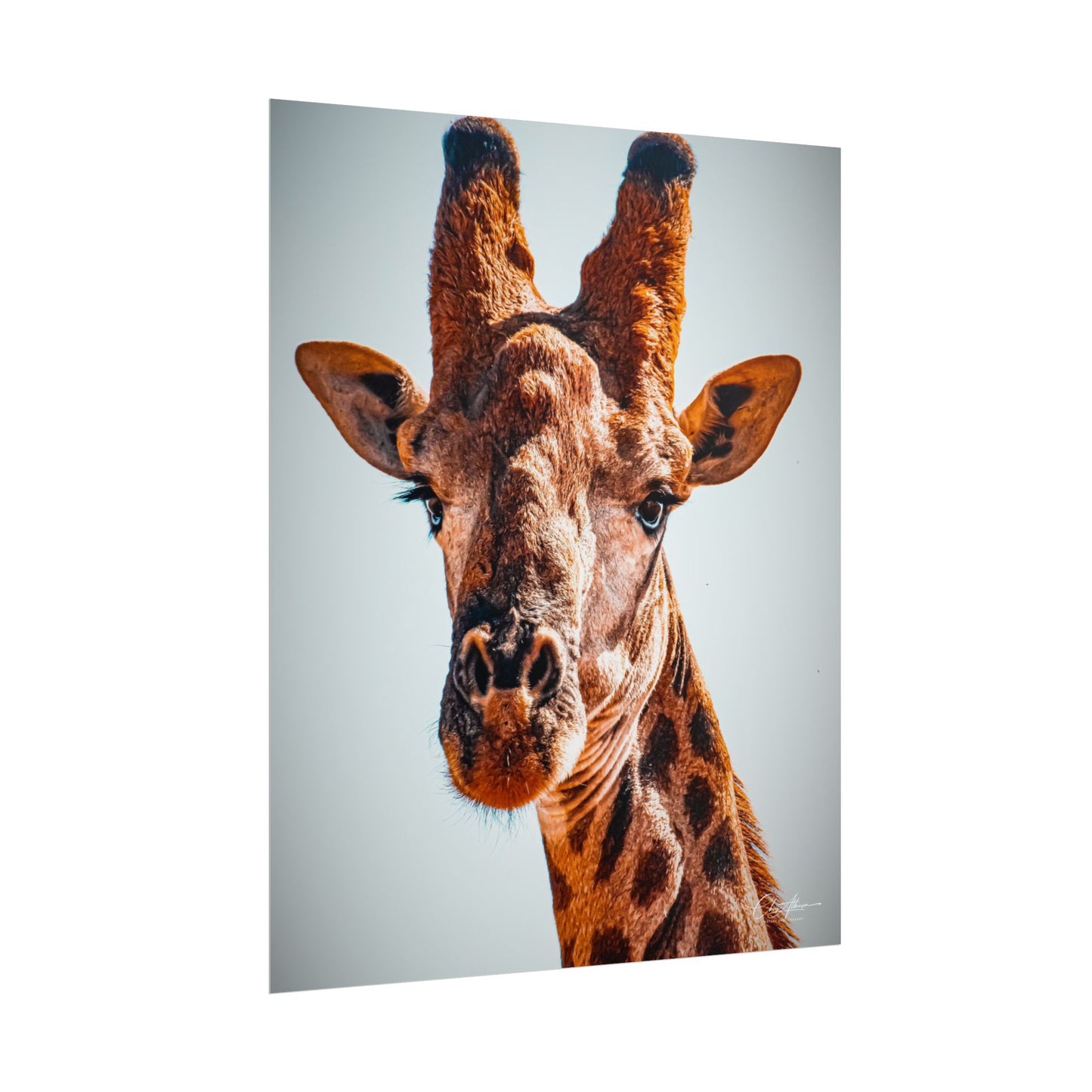 Portrait of Giraffe Poster