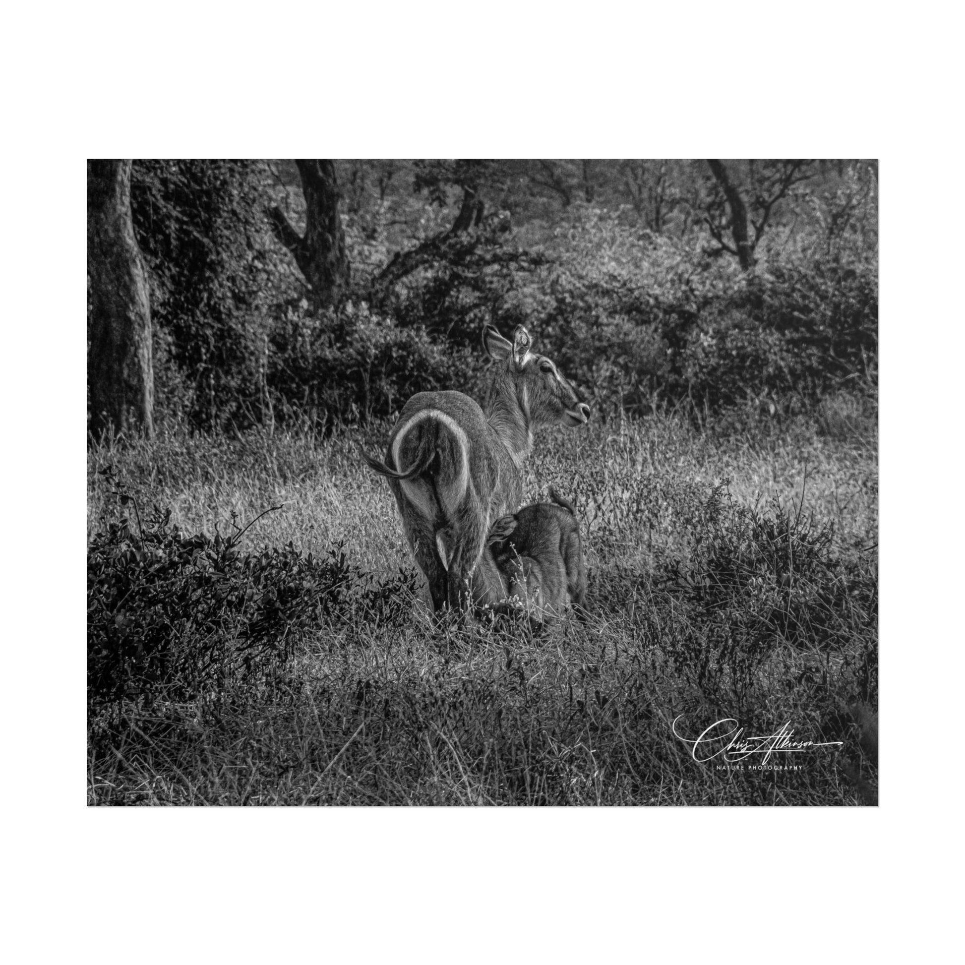 Waterbuck Baby Animal Posters B&W