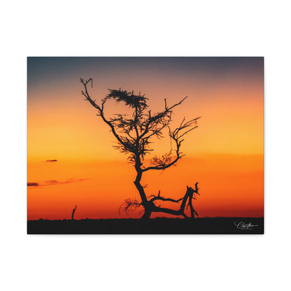 Matte Canvas, Stretched, 1.25" - Sunset over the Kalahari