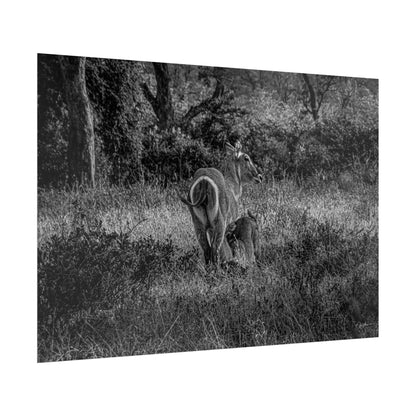 Waterbuck Baby Animal Posters B&W