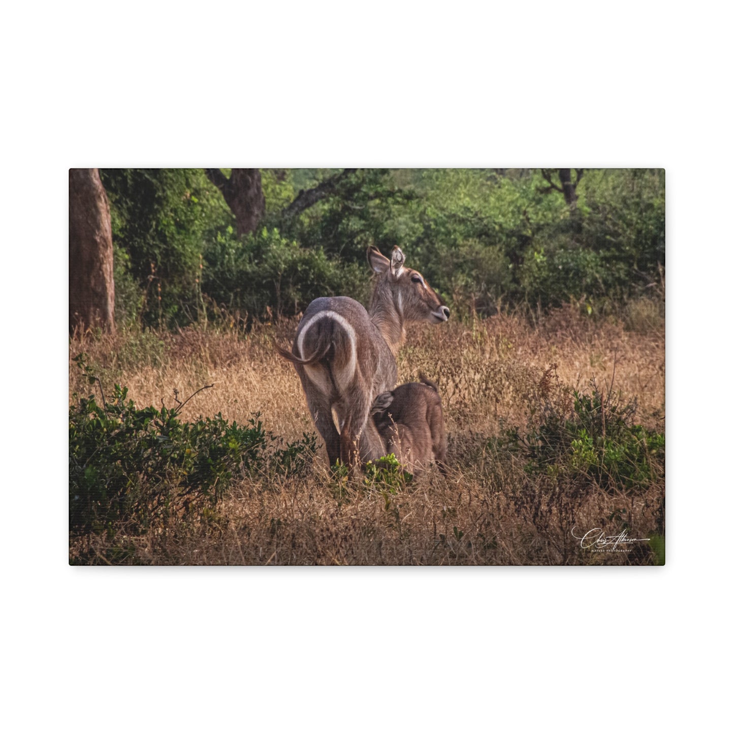 Matte Canvas, Stretched, 1.25" - Waterbuck and Baby