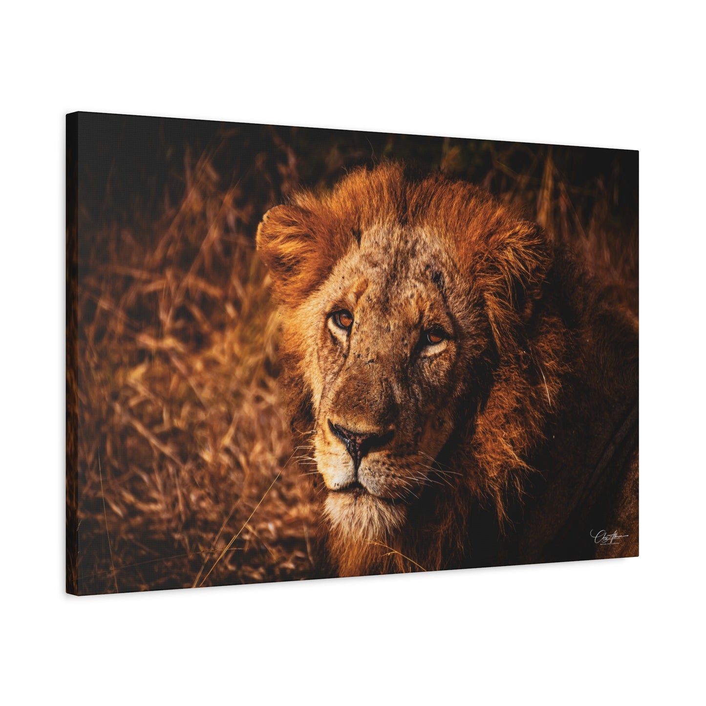 Old Lion Canvas Print