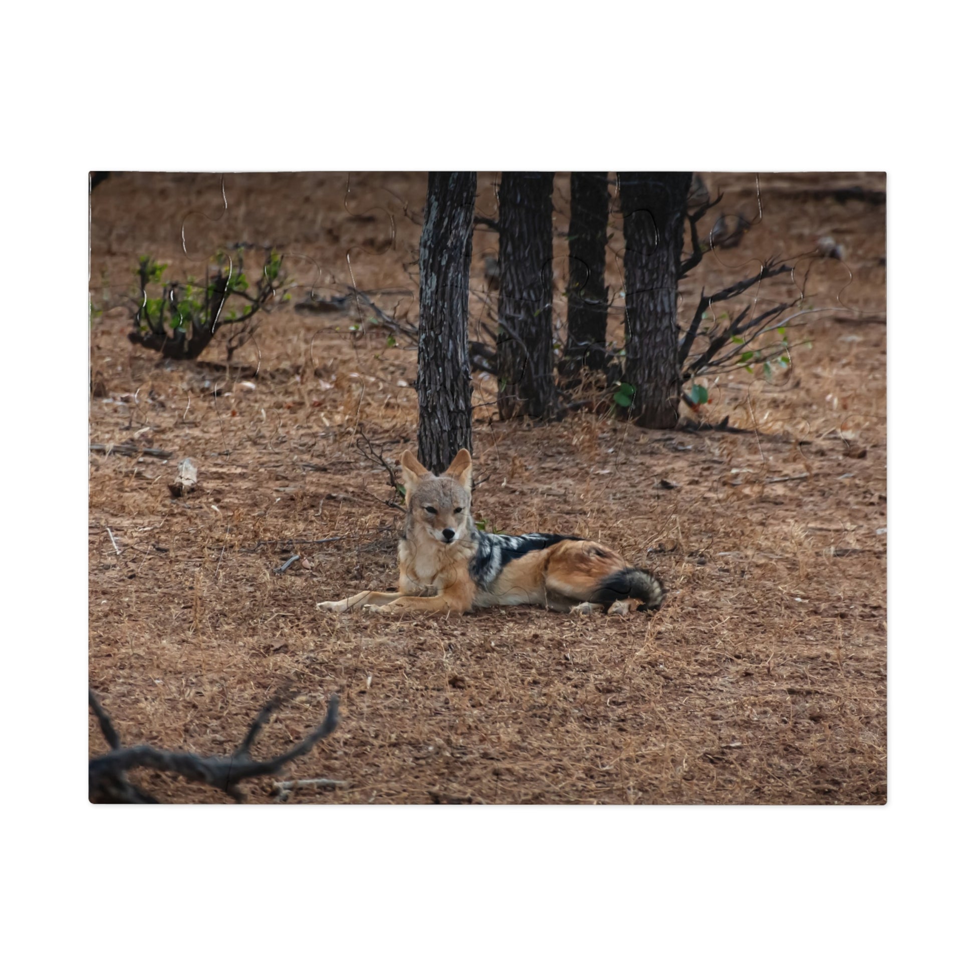 Jackal Photo Jigsaw Puzzle with Tin 10" × 8" (30 pcs)