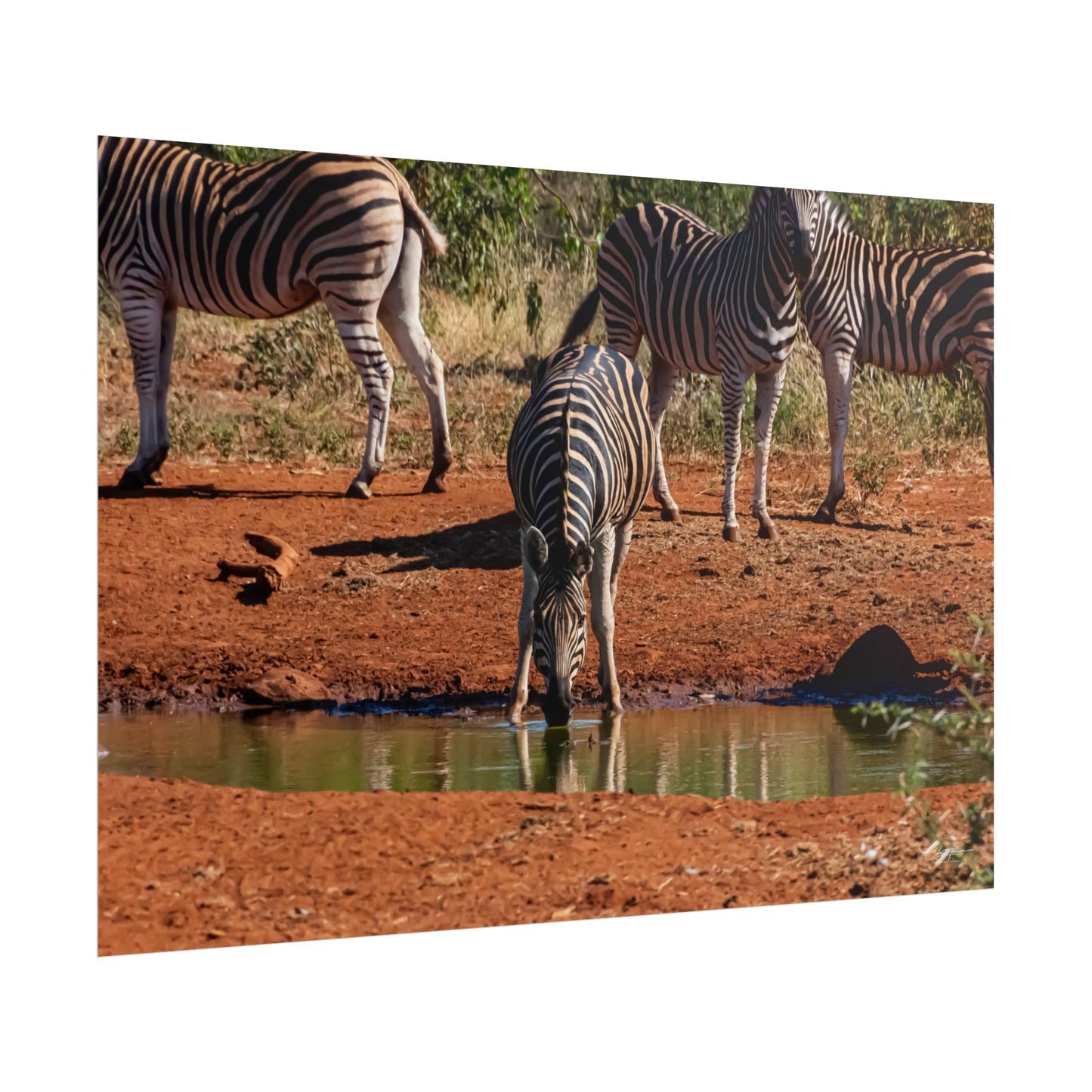 Rolled Posters - Zebra at Waterhole