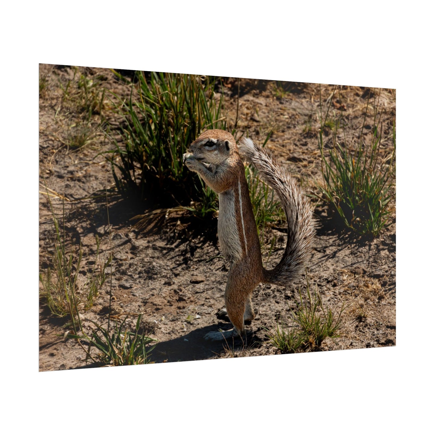 Rolled Posters - Ground Squirrel