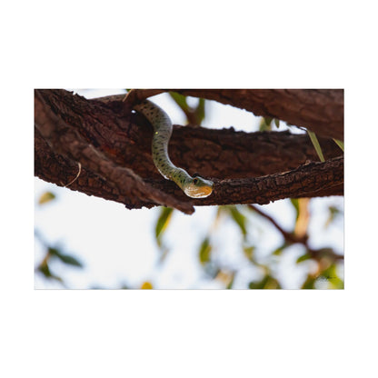 Rolled Posters - Spotted Bush Snake