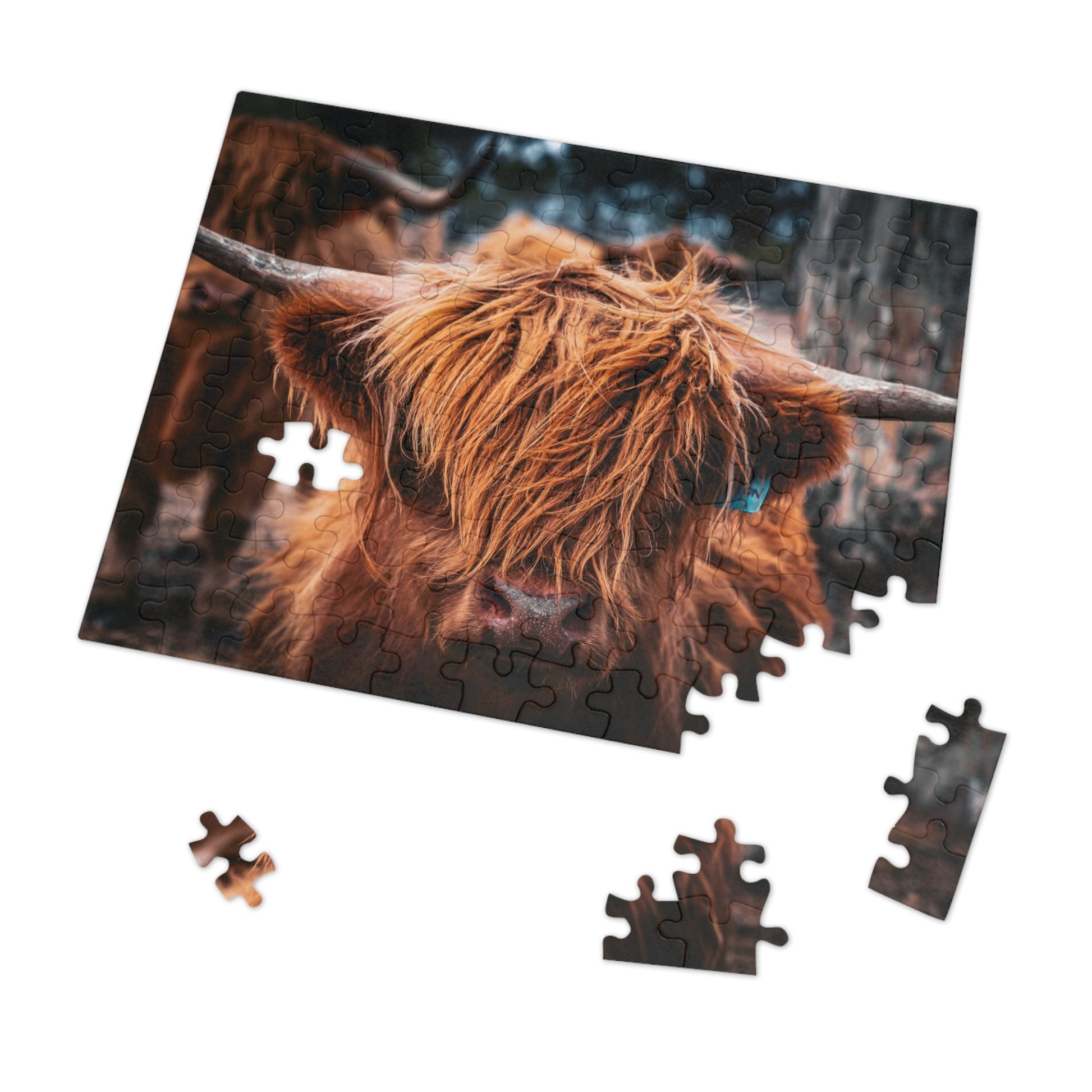 Scottish Highland Cattle Puzzle with Tin