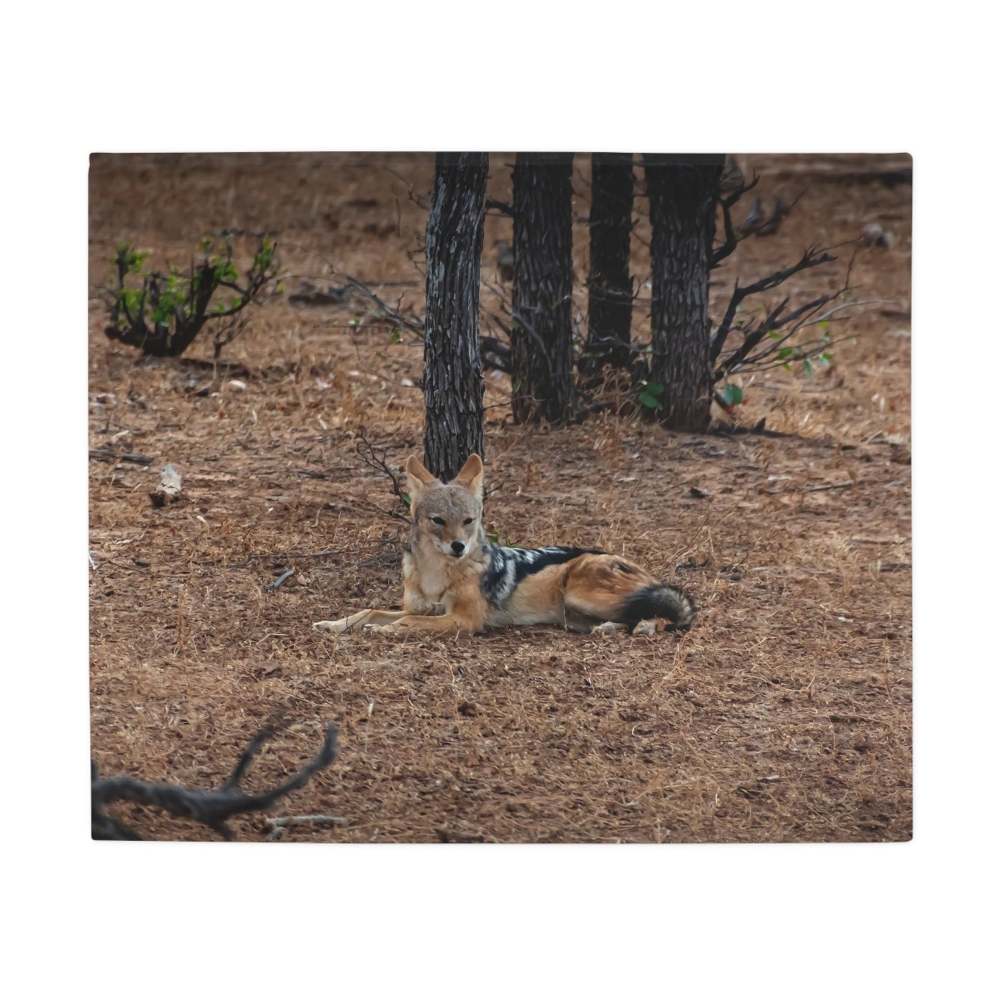 Jackal Fleece Blanket 50" × 60"