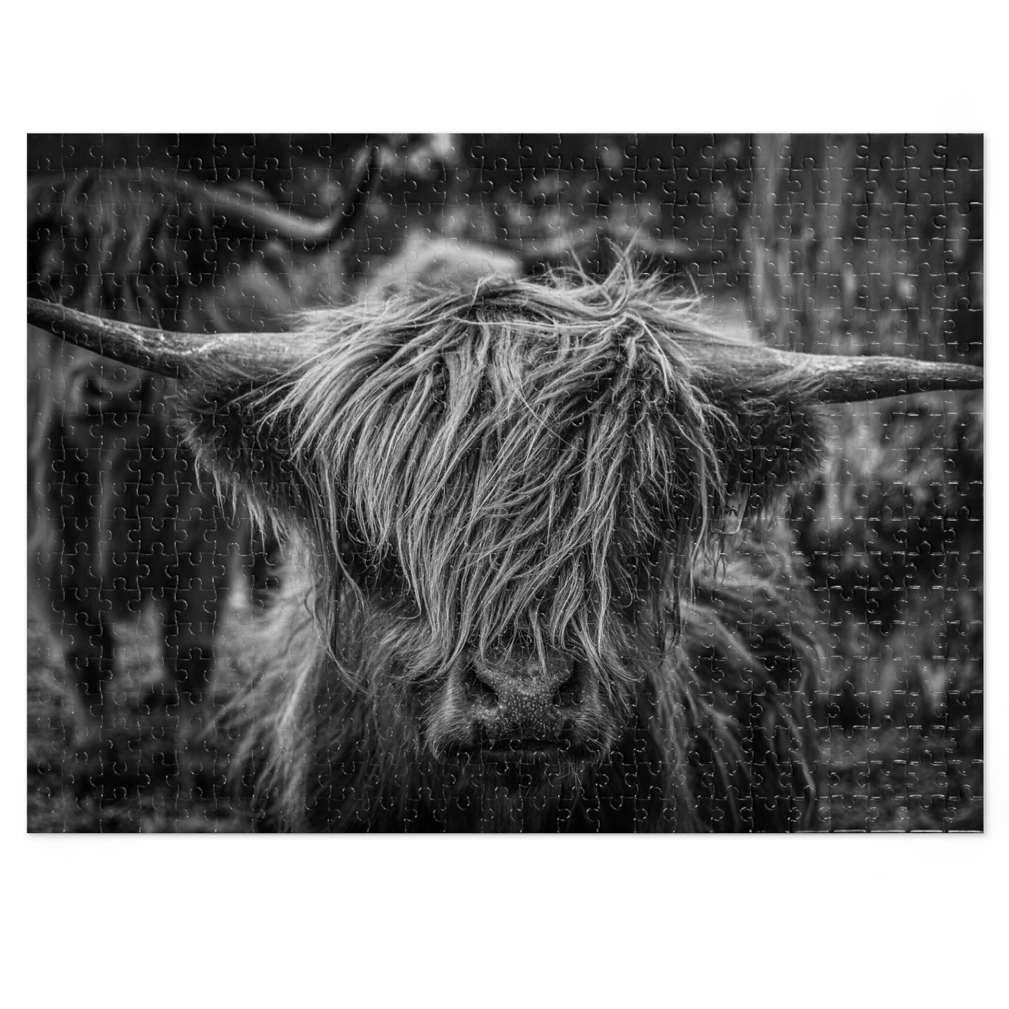 Scottish Highland Cattle Puzzle with Tin B&W 21" × 15.5" (500 pcs)