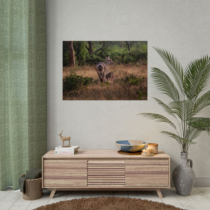 Rolled Posters - Waterbuck and Baby