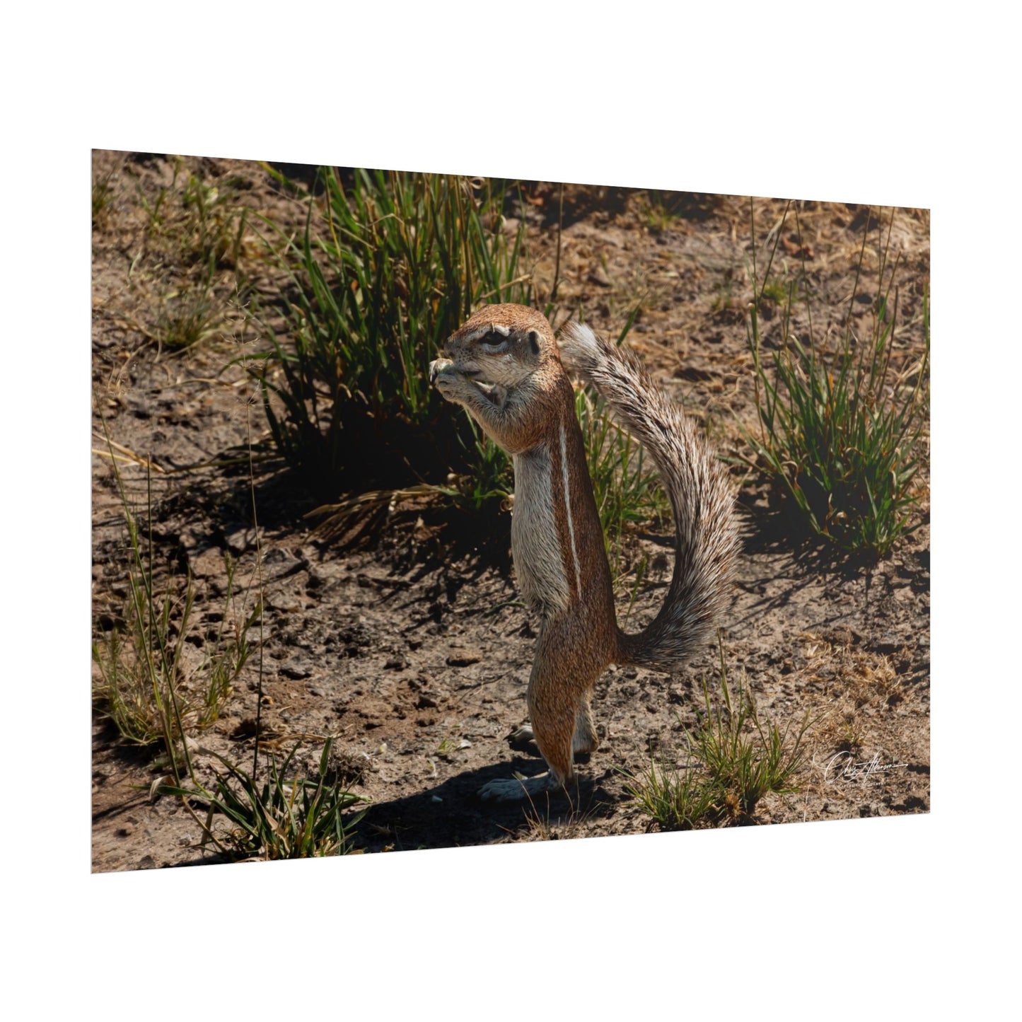 Rolled Posters - Ground Squirrel