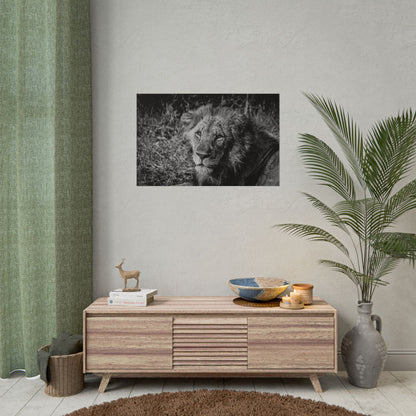 Rolled Posters - Old Lion B&W 34" x 22" (Horizontal) Matte