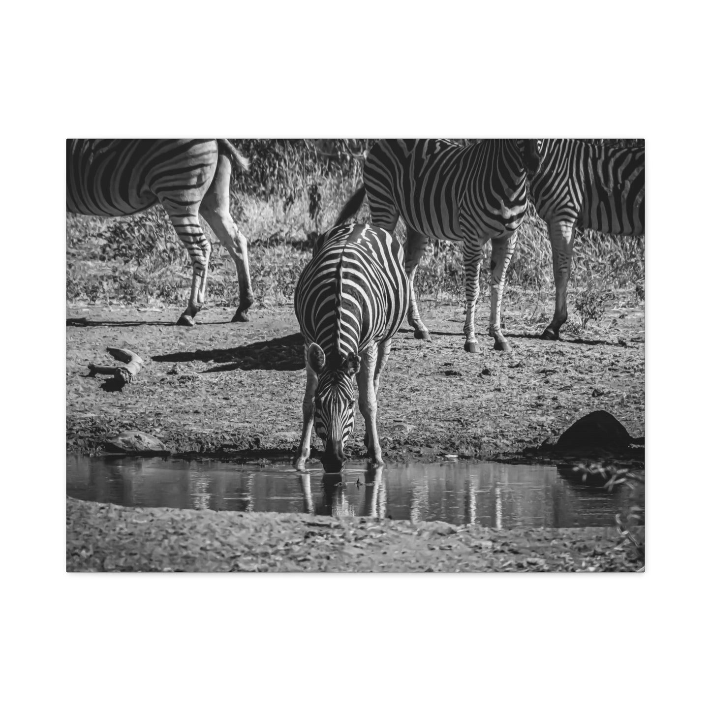 Zebra Nature Print Canvas Print B&W 32" x 24" (Horizontal) 1.25"