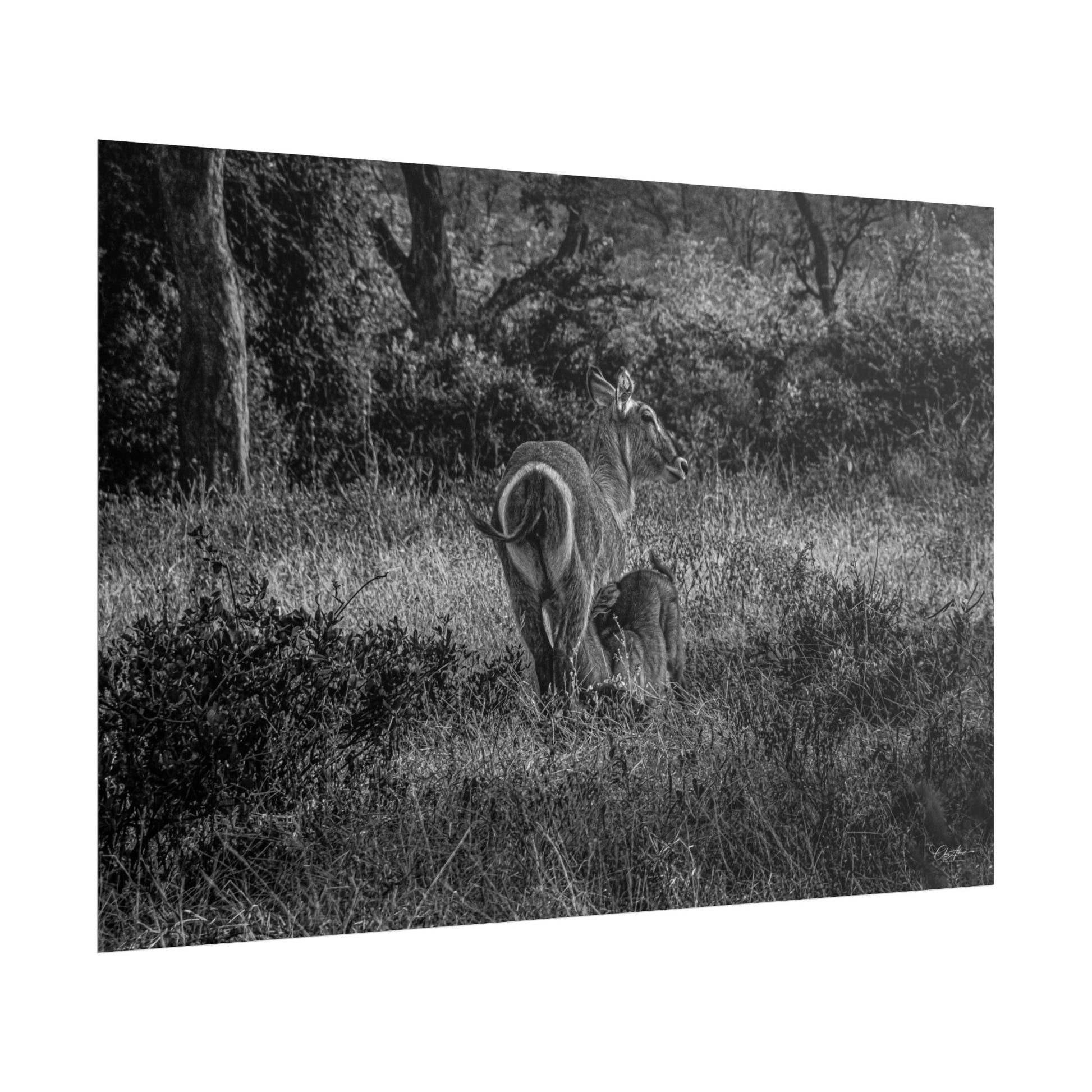 Waterbuck Baby Animal Posters B&W