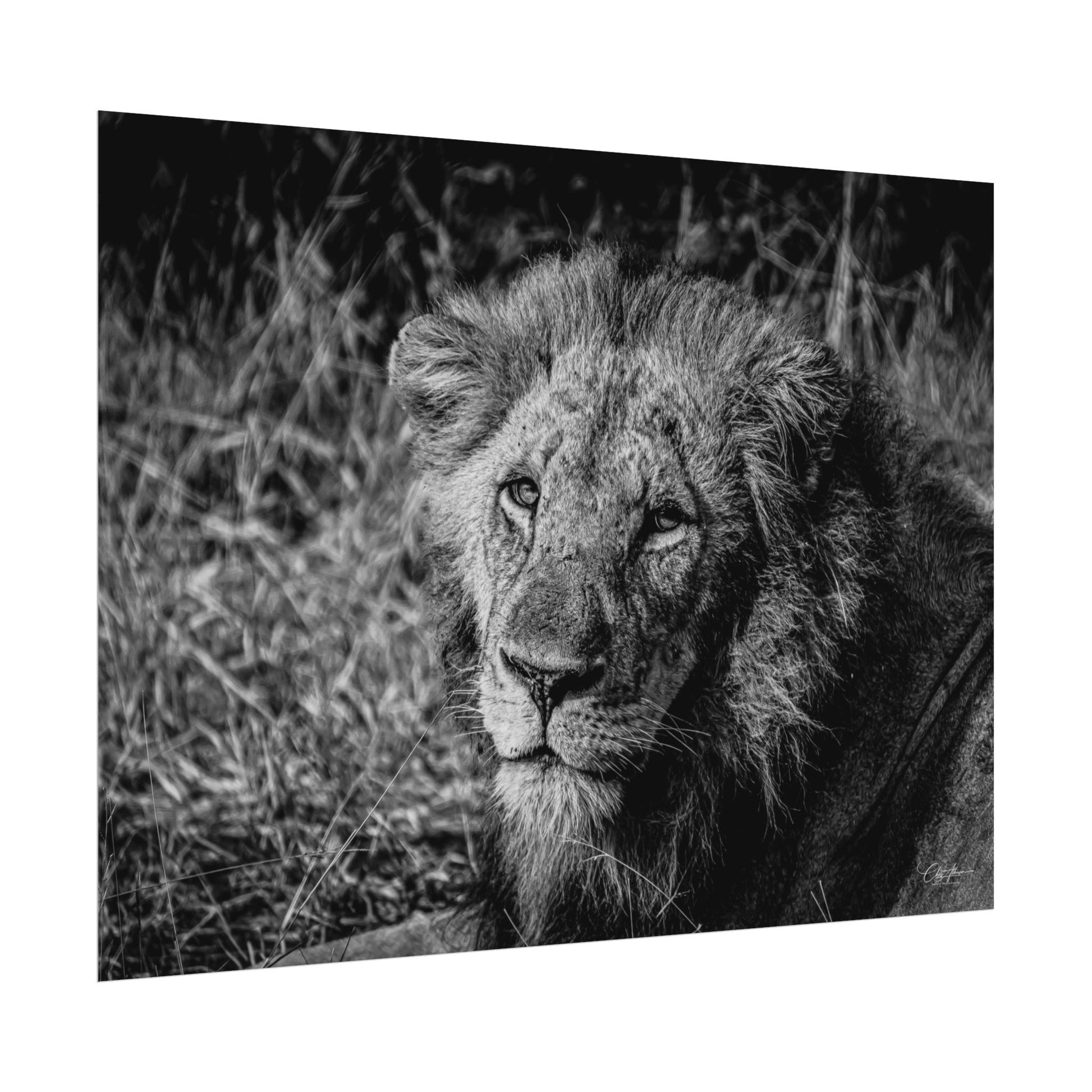 Rolled Posters - Old Lion B&W