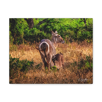 Waterbuck Nature Prints Matte Canvas 14″ x 11″ (Horizontal) 1.25"