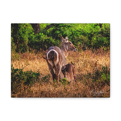 Waterbuck Nature Prints Matte Canvas 12" x 9" (Horizontal) 1.25"