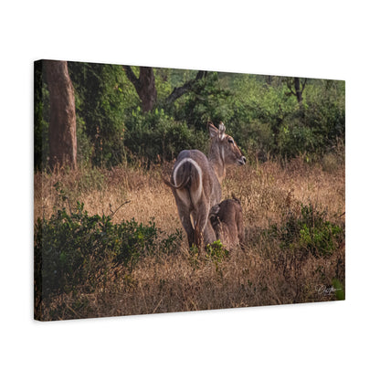 Matte Canvas, Stretched, 1.25" - Waterbuck and Baby