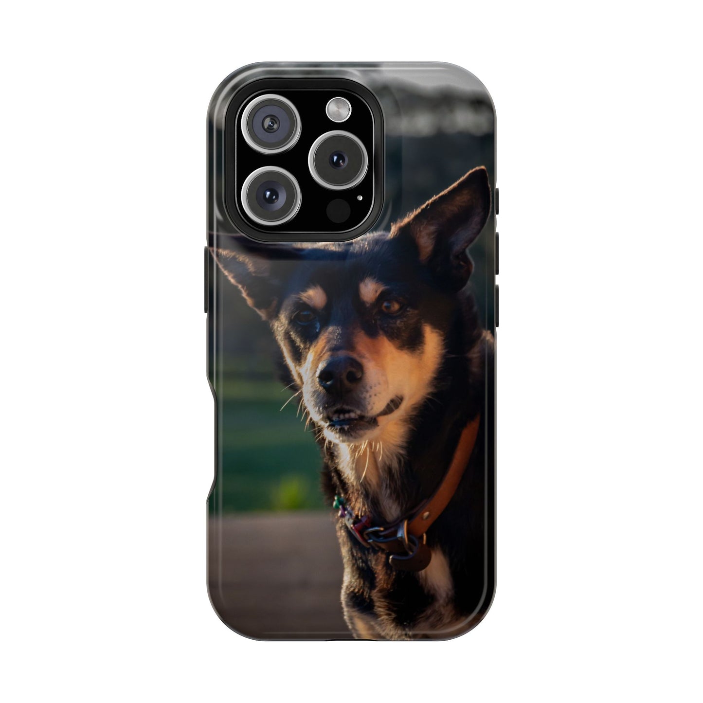 Magsafe® Compatible Tough Cases - Saba The Kelpie iPhone 16 Pro Glossy