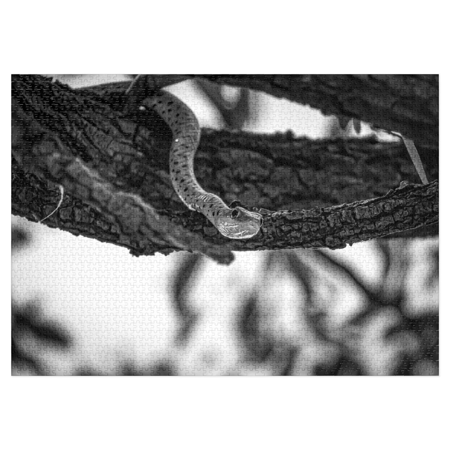 Spotted Bush Snake Puzzle with Tin B&W 40" x 28" (2000 pcs)