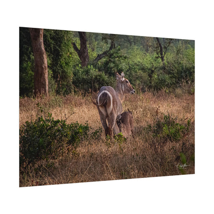 Rolled Posters - Waterbuck and Baby