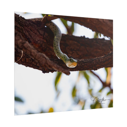 Rolled Posters - Spotted Bush Snake