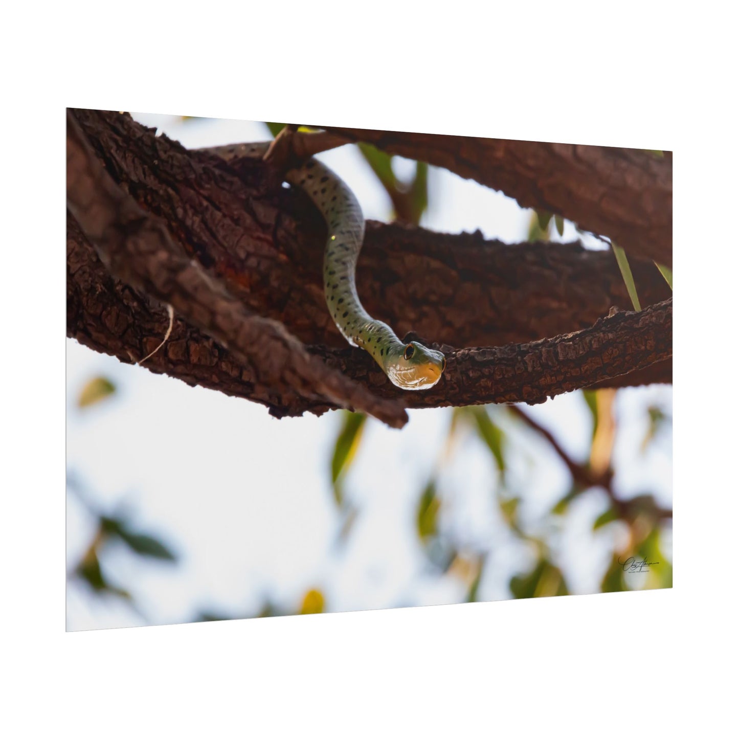 Rolled Posters - Spotted Bush Snake