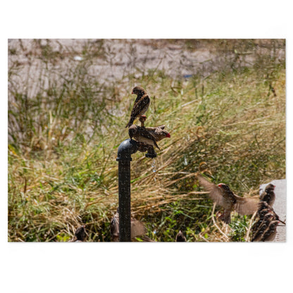 Jigsaw Puzzle (30, 110, 252, 500, 1000 Piece) - Birds at A Dripping Tap