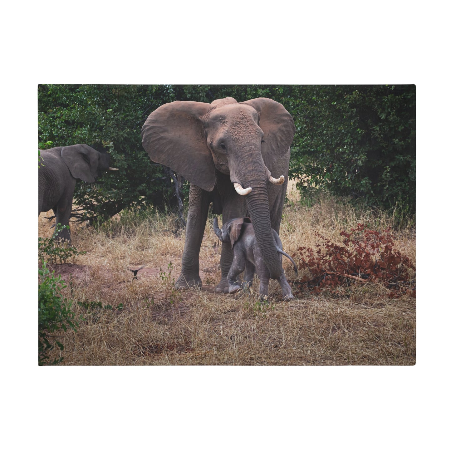 Baby Elephant Blanket 60" × 80"