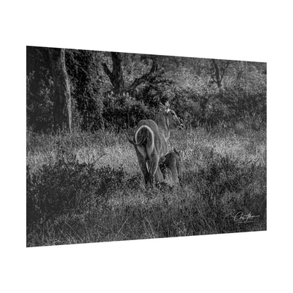 Waterbuck Baby Animal Posters B&W