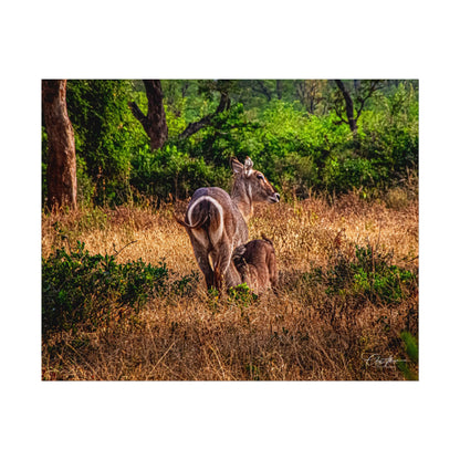 Rolled Posters - Waterbuck and Baby