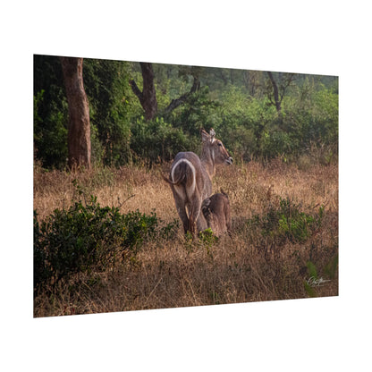 Rolled Posters - Waterbuck and Baby